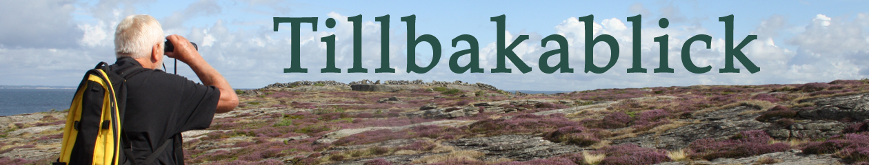 Tillbakablick